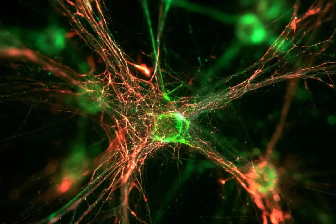 Brain Stimulation Triggers Cell-Specific Genetics in Living Brains (Neuroscience News)